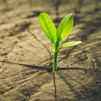 A close up of a small green plant growing out of a stump of a tree trunk.