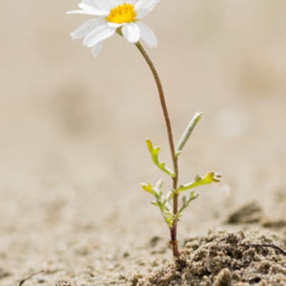 A daisy growing in a dry barren landscape.